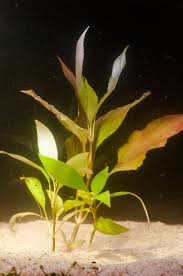 Image result for Hygrophila