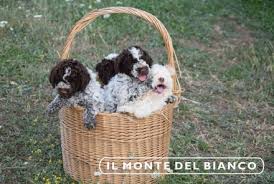 A premier breeder of lagotto romagnolo, italian water dog. Lagotto Romagnolo Breeding Il Monte Del Bianco