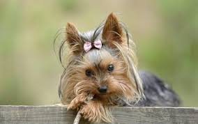 How To Treat Kidney Stones In Dogs Dog Breeds That Dont Shed Dog Breeds Top 10 Dog Breeds