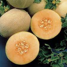 Vigorous grower and productive vines produce 6 in. Ambrosia Hybrid Muskmelon Melon Jung Seed Company
