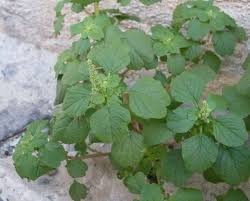 Image result for Amaranthus blitum