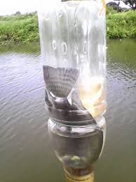 Cara membuat perangkap ikan dengan barang bekas bahan dan alat yang diperlukan botol bekas botol jelly lem alteco soldier. Mancing Belanak Pakai Botol Photos Facebook