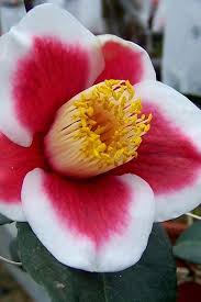 Tama No Ura Red Camellia Plant Sale Garden Online Plants