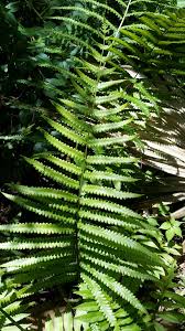 Image result for Cyclosorus interruptus