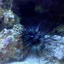 Get reviews, hours, directions, coupons and more for sea clear aquarium at 6119 s tamiami trl, sarasota, fl 34231. Seascape Aquarium Pet Center Gulf Gate Sarasota Fl