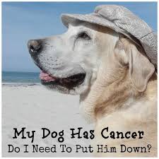 Grooming your dog is a great chance to become familiar with what's normal for its body. My Dog Has Cancer When Do I Put Him Down Paws Right Here