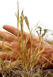 Image result for Dichanthium