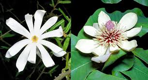 Image result for Magnoliaceae
