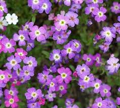 Image result for Malcolmia maritima