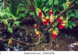 Image result for Impatiens niamniamensis