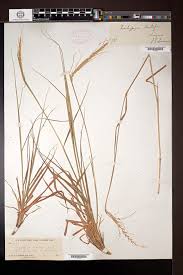 Image result for Trachypogon spicatus