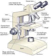 General Biology Carlson Stock Art Microscope Parts Microscopic Biology Worksheet
