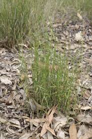 Image result for Entolasia