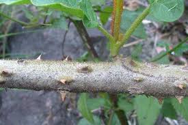 Image result for Solanum chrysotrichum
