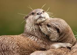 .otters, with pet trade identified as a growing threat to the species which has been particularly driven by demand in japan, thailand and indonesia. Southeast Asia S Appetite For Pet Otters Supplied Online Iucn