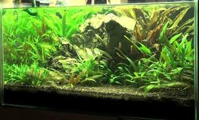 Sehingga, jika ingin meletakkan aquascape di dalam aquarium, dibutuhkan tabung co2 agar bisa menyuplai co2 untuk tanaman. Cryptocoryn Tanaman Aquascape Mudah Alam Ikan