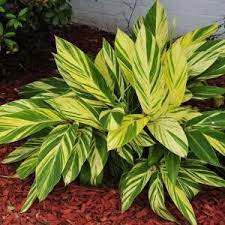 Alpinia Zerumbet Variegated Variegated Shell Ginger Backyard Plants Foliage Plants Plants