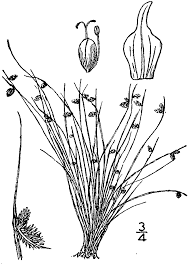 Image result for Lipocarpha atra