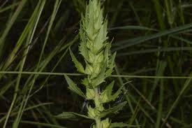 Image result for Alectra sessiliflora