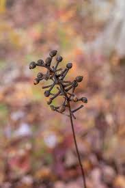 Image result for Pouchetia baumanniana