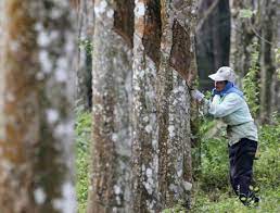 Kerajaan tetap bantu pekebun getah sejak 10 bulan lalu. Bantuan Khas Musim Monsoon Kepada Pekebun Kecil Getah Di Negeri Sabah Borneo Today