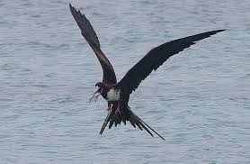 Birding In The Everglades And Florida Keys Dry Tortugas National Park Dry Tortugas National Parks