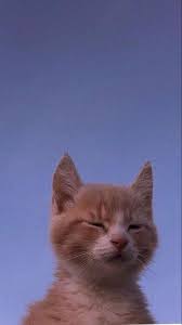 pin oleh pluto di fotochki fotografi hewan anak kucing menggemaskan anak kucing gemas