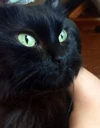 Beautiful Black Cat With Brown Eyes Soon To Be 8 Year Old Candy Corn Sporting Her First Grey Whiskers Https Ift Tt 2isty19 Cute Puppies Cats Animals Old Candy Black Cat Multi Colored Eyes