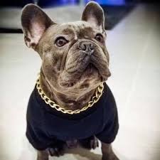 We have come up with our own line of. Bling Gold Dog Collar Chain French Bulldog White French Bulldog Puppies Bulldog