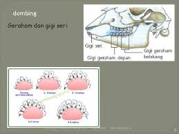 Maybe you would like to learn more about one of these? Penentuan Umur Berdasarkan Pergigian Pada Sapi Kambing Domba