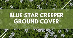 It forms a carpet of blue and white starflowers during spring and summer but needs a little attention and care in dry spells. Blue Star Creeper Ground Cover Everything You Need To Know