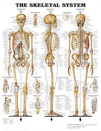 Pdf Download The Skeletal System Anatomical Chart New E
