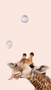 Verspielte Giraffe Mit Bubble Wallpaper Tiere Tiere Giraffe Luft Animalwallpape Luxurycar Cute Animals Cute Animal Pictures Animals Beautiful