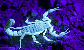 Professional services might be a bit costly, but they are your last chance to get rid. How To Get Rid Of Scorpions From Your Yard