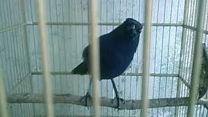 Kicau Burung Ciung Gacor Suara Ngeplong Volume Kencang Youtube