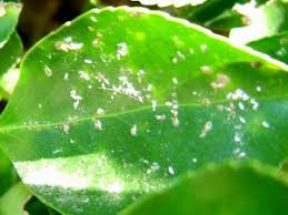 Sap feeding by scale insects may cause yellowing or wilting of leaves, stunting or unthrifty appearance of the plants, and eventually death of. Do Plants Have Scales Triangle Gardener Magazine