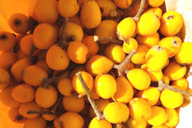Apples, pears, greengage, victoria plum and morrelo cherries, in pots for â£9.99 seems a fair price and look quite healthy. What Is A Loquat Appearance Taste Etc Grow Where You Sow