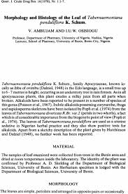 Image result for Tabernaemontana penduliflora