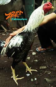 Pin Oleh Zrf Di Ayam Petarung Bangkok X Birma