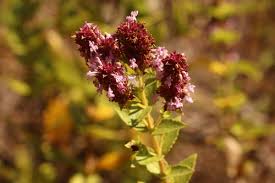 Image result for Cantinoa americana