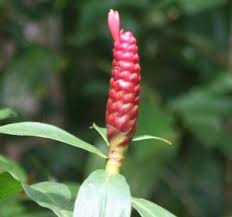 Pin On Descobertas Locais