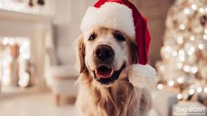 These desktop backgrounds work very well for all windows 7 windows 8 and wndows 10 computers as well as for apple mac os computers and macbooks. 79 Festive Christmas Zoom Backgrounds Free Download