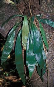 Image result for Antrophyum