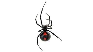 A venomous spider (black widow, brown recluse, other toxic) was indicated in 2.2% of arachnid cases. Spider Bites In Children Symptoms Treatment When To Worry