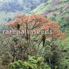 Image result for Entada chrysostachys