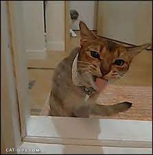 Http Www Cat Gifs Com W3 Cat Gif Funny Cat Trying To Drink Water From Shower Fail Haha Gif Cat Gif Cats Funny Animal Pictures