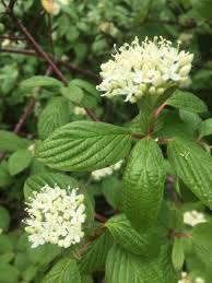 Image result for Cornaceae