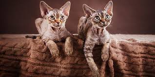 Physical examination reveals the cat to be thinner than expected and to have excoriations on the in dogs and cats suspected of cafr, which food sources are most often reported to induce harvey rg. Best Pets For Allergy Sufferers