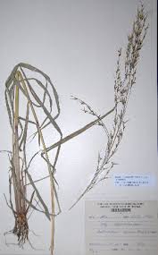 Image result for Danthoniopsis dinteri