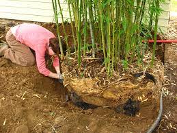 Maybe you would like to learn more about one of these? How To Get Rid Of Bamboo Tips To Keep It Out Of The Garden